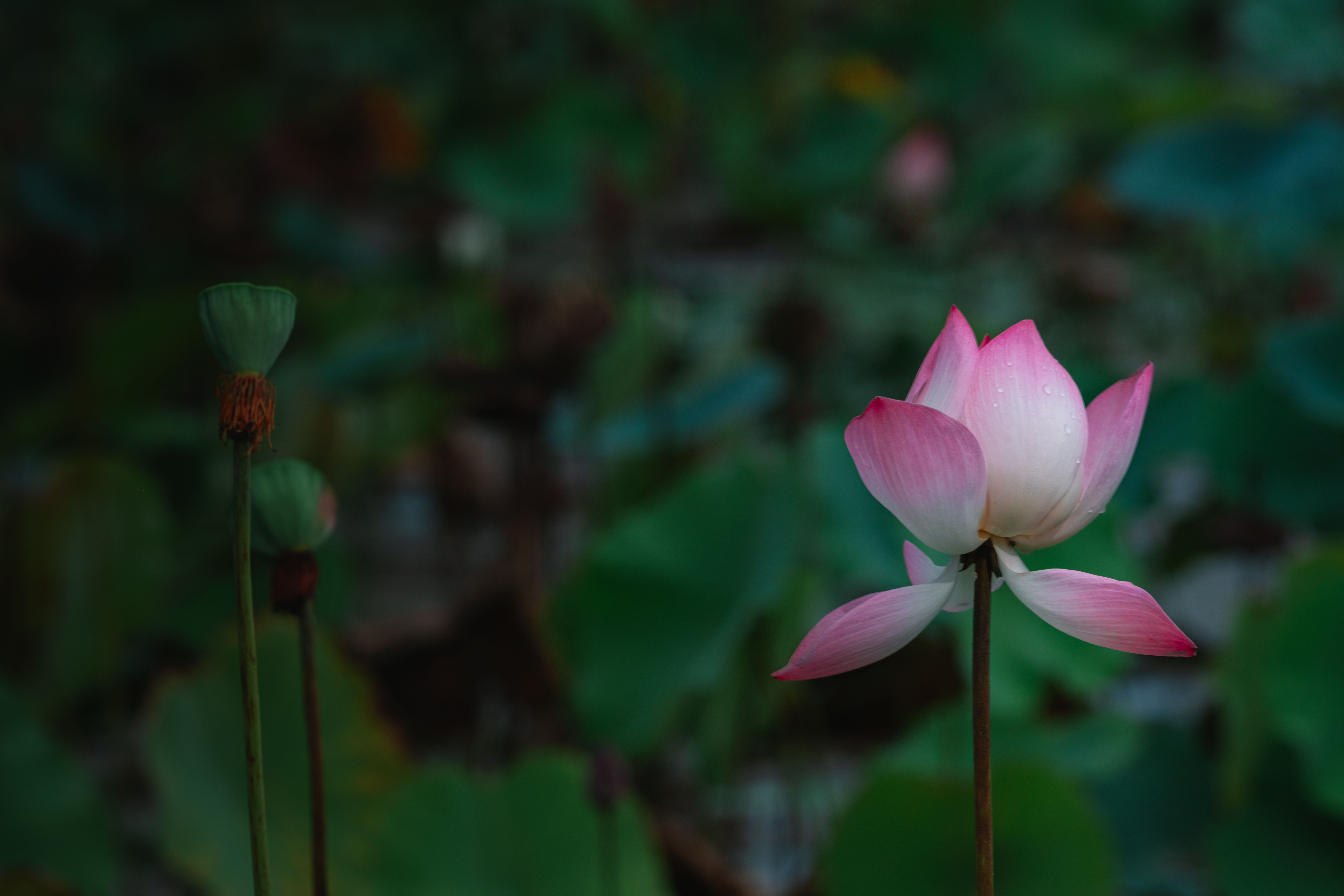 暗い水面に開く一輪の花