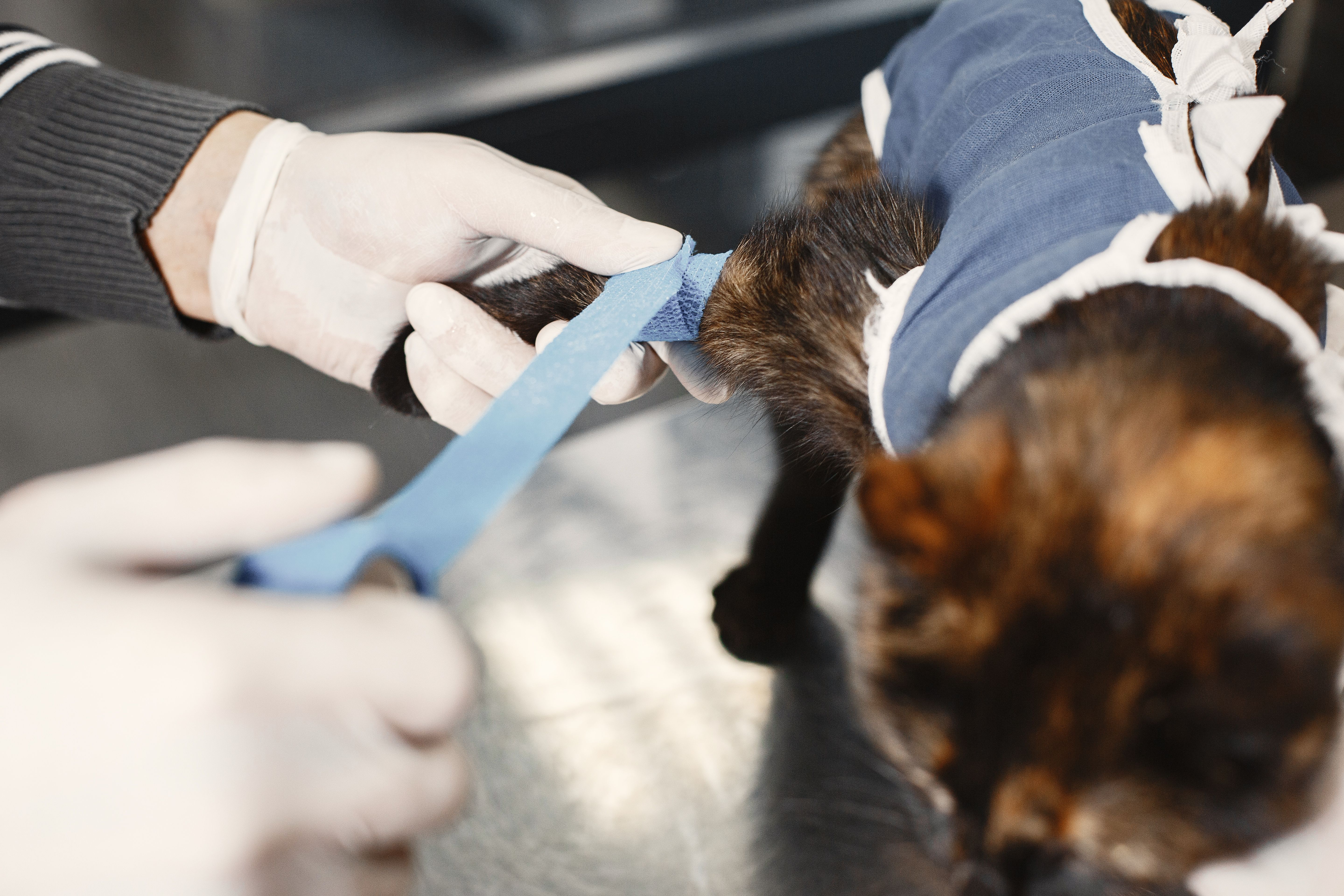 動物病院で診察を受ける猫