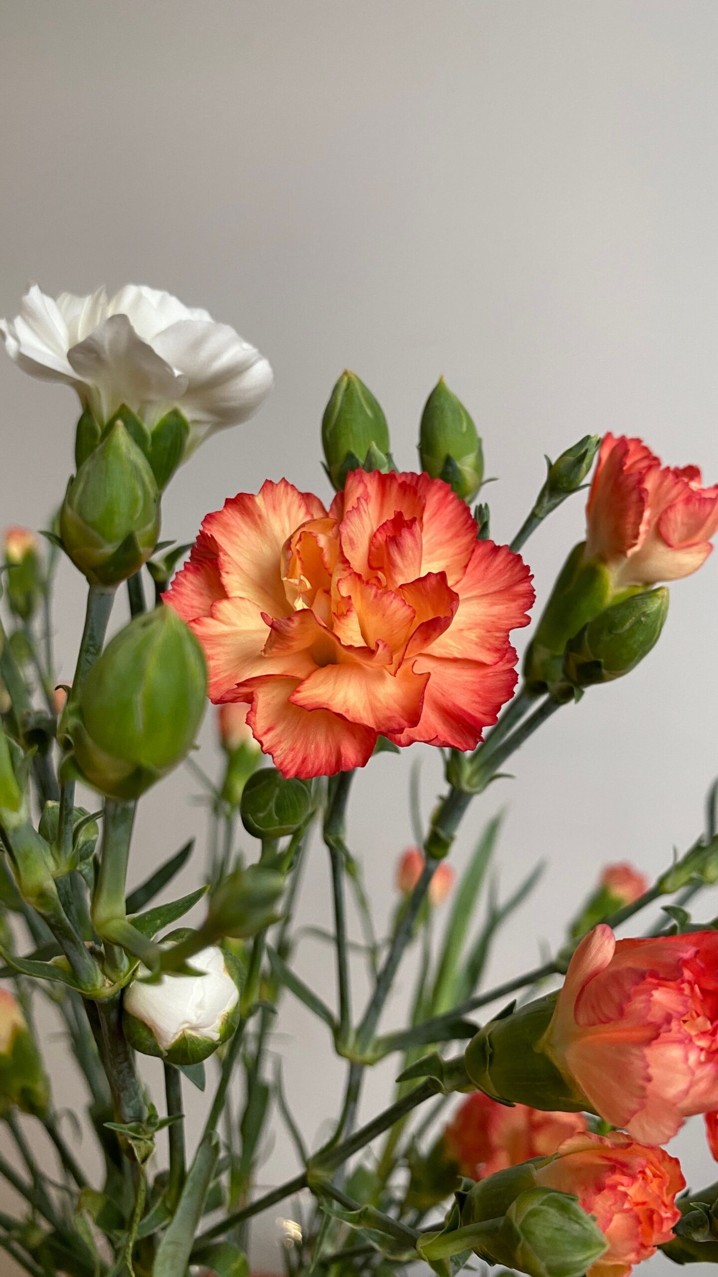 花瓶に生けたカーネーション