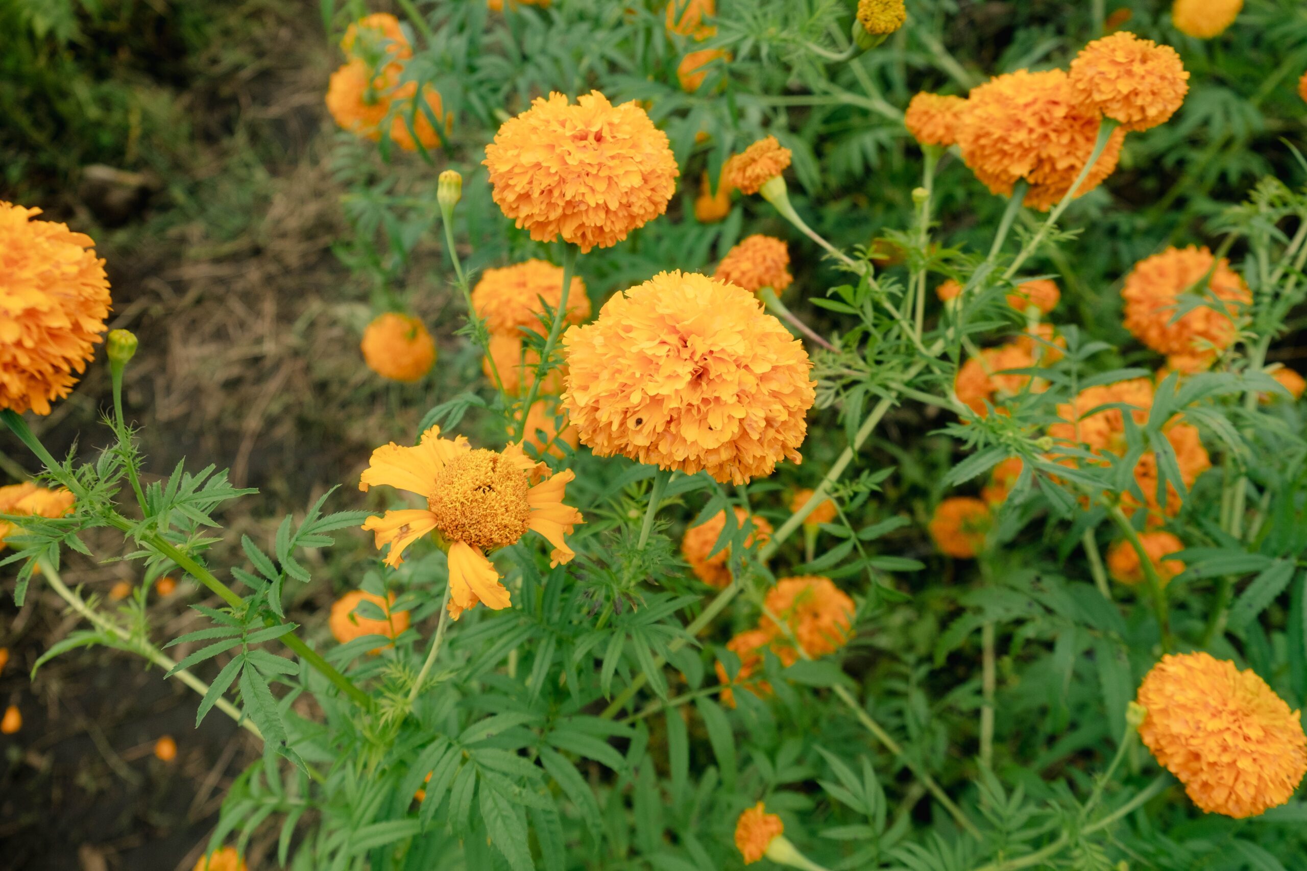花壇に咲く黄色い花